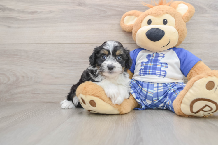 Cute Mini Aussiedoodle Baby