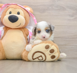 8 week old Mini Aussiedoodle Puppy For Sale - Florida Fur Babies