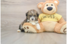 Energetic Aussiepoo Poodle Mix Puppy