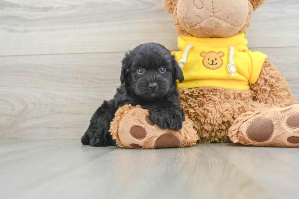 Best Mini Aussiedoodle Baby