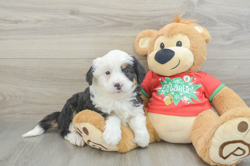 6 week old Mini Aussiedoodle Puppy For Sale - Florida Fur Babies