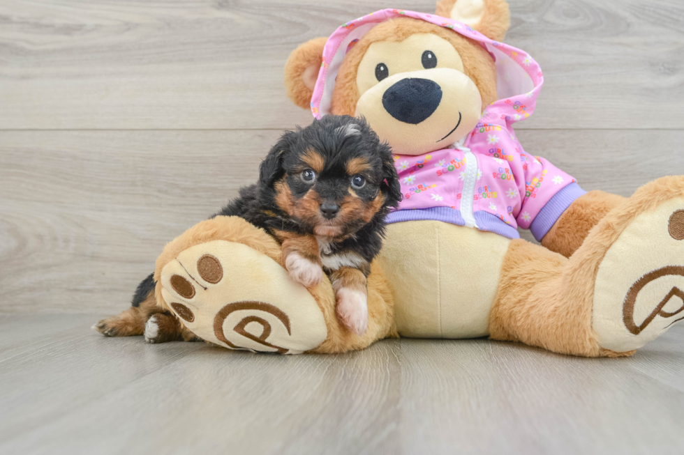 Friendly Mini Aussiedoodle Baby