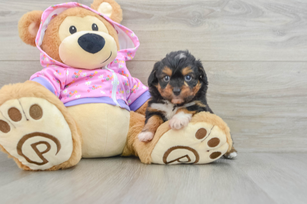 6 week old Mini Aussiedoodle Puppy For Sale - Florida Fur Babies