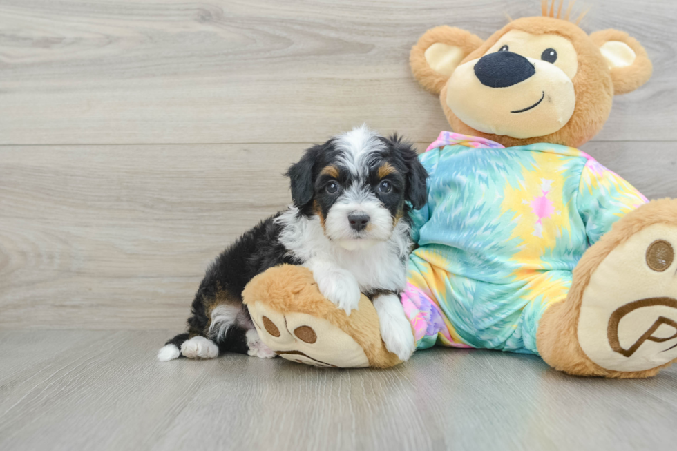 Best Mini Aussiedoodle Baby