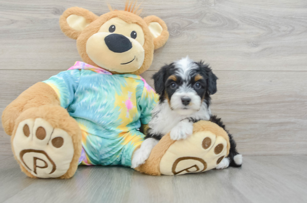 6 week old Mini Aussiedoodle Puppy For Sale - Florida Fur Babies