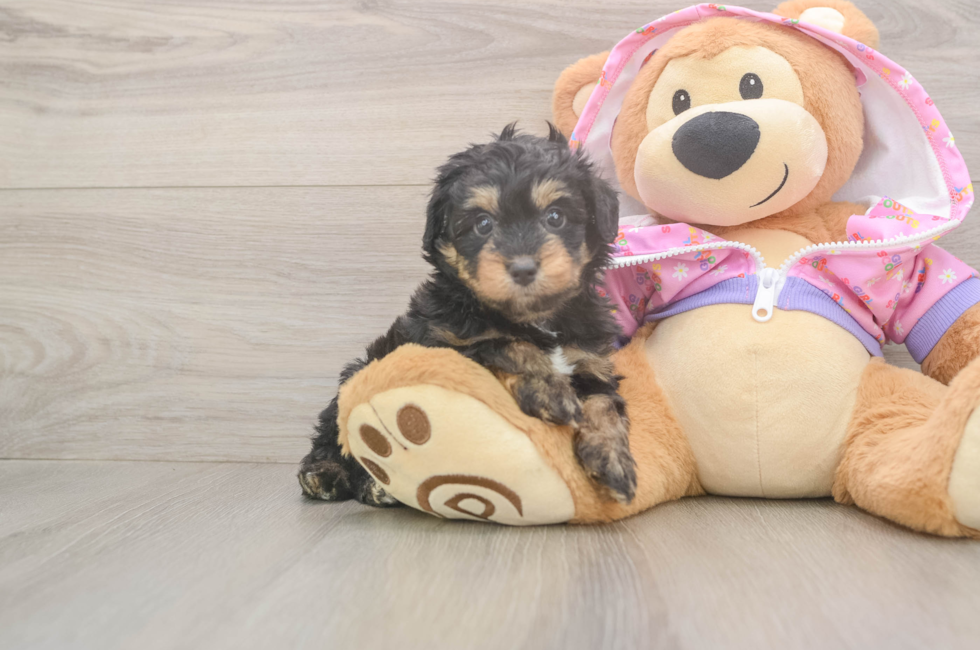 5 week old Mini Aussiedoodle Puppy For Sale - Florida Fur Babies