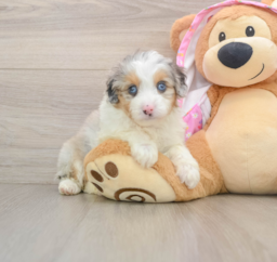 8 week old Mini Aussiedoodle Puppy For Sale - Florida Fur Babies