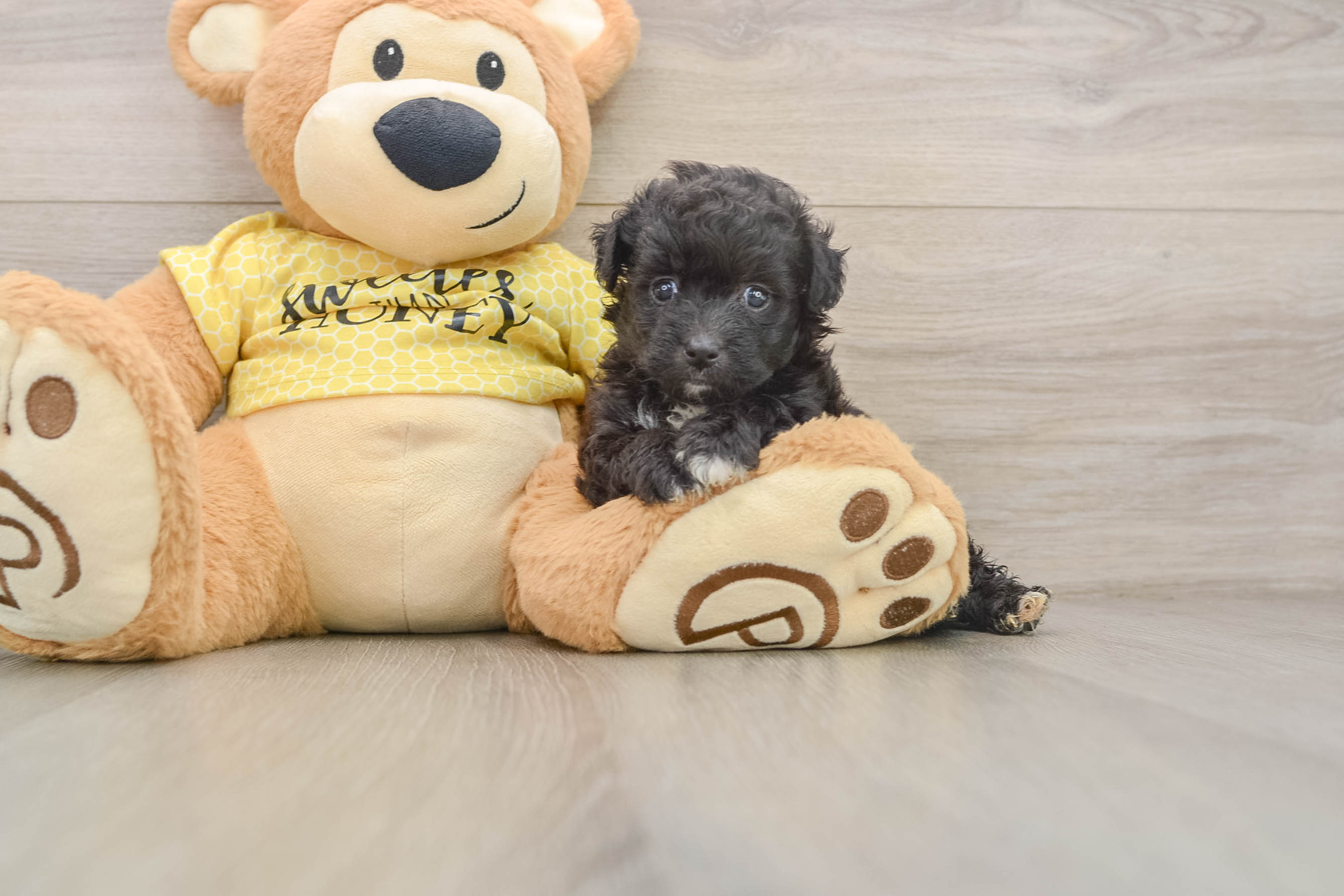 Happy Mini Aussiedoodle Baby
