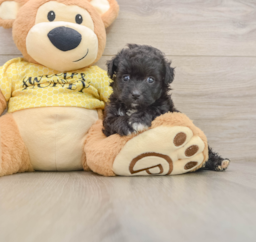 8 week old Mini Aussiedoodle Puppy For Sale - Florida Fur Babies