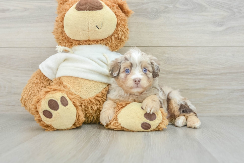 Energetic Aussie Poo Poodle Mix Puppy