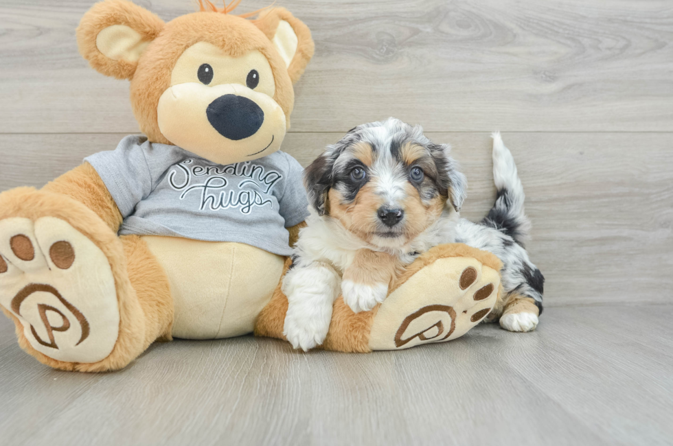 6 week old Mini Aussiedoodle Puppy For Sale - Florida Fur Babies