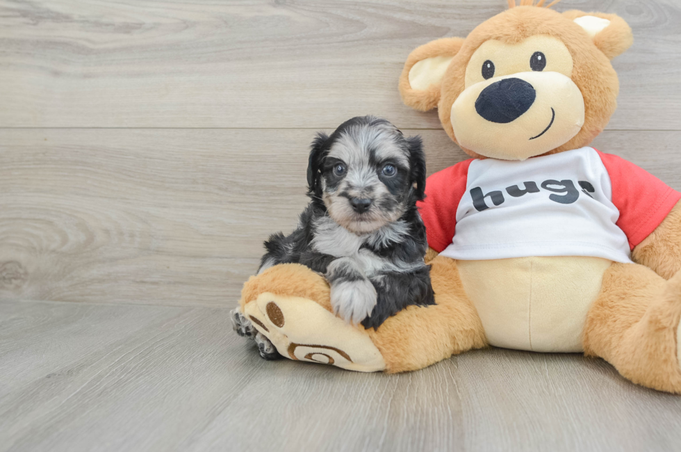 6 week old Mini Aussiedoodle Puppy For Sale - Florida Fur Babies