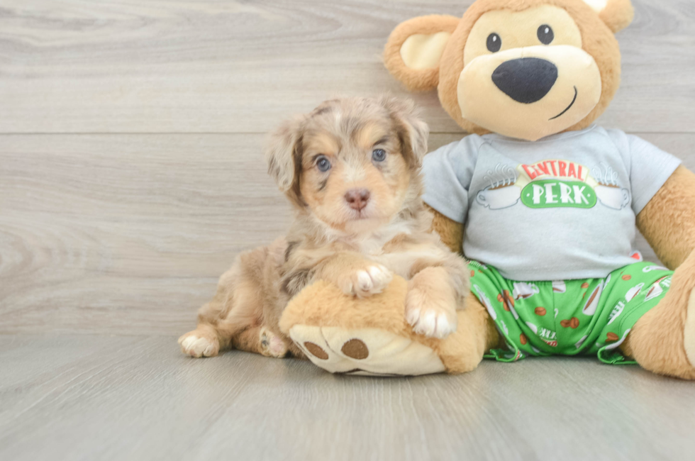 5 week old Mini Aussiedoodle Puppy For Sale - Florida Fur Babies