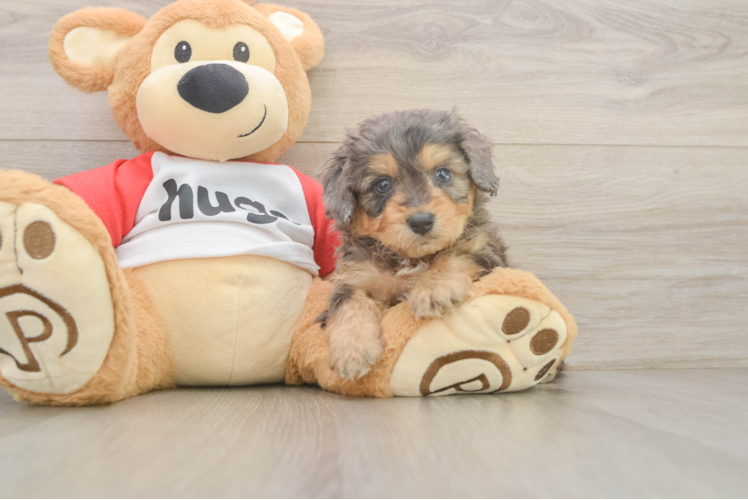 Funny Mini Aussiedoodle Poodle Mix Pup