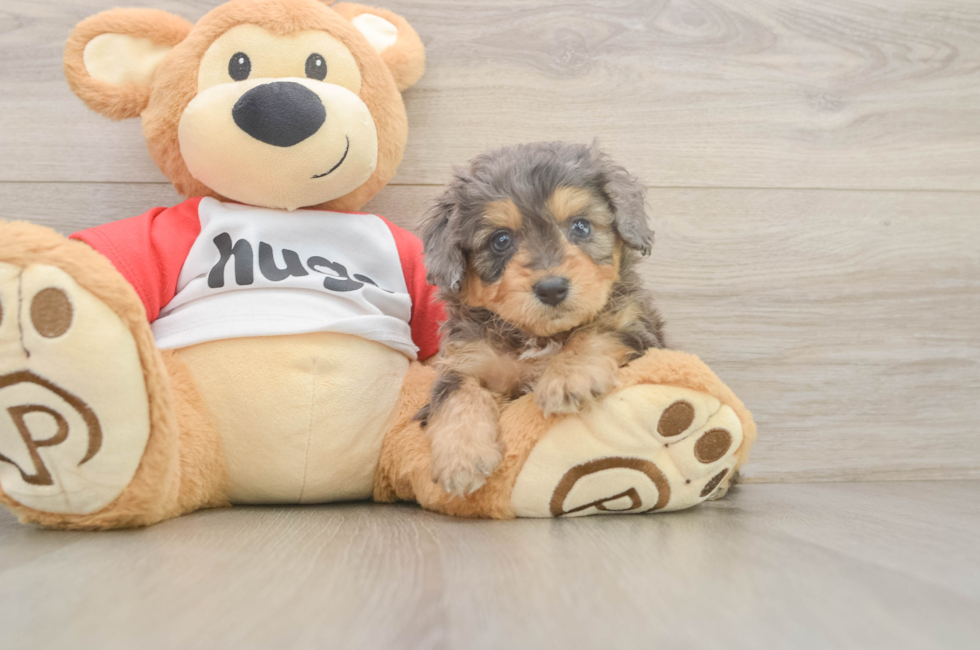 5 week old Mini Aussiedoodle Puppy For Sale - Florida Fur Babies