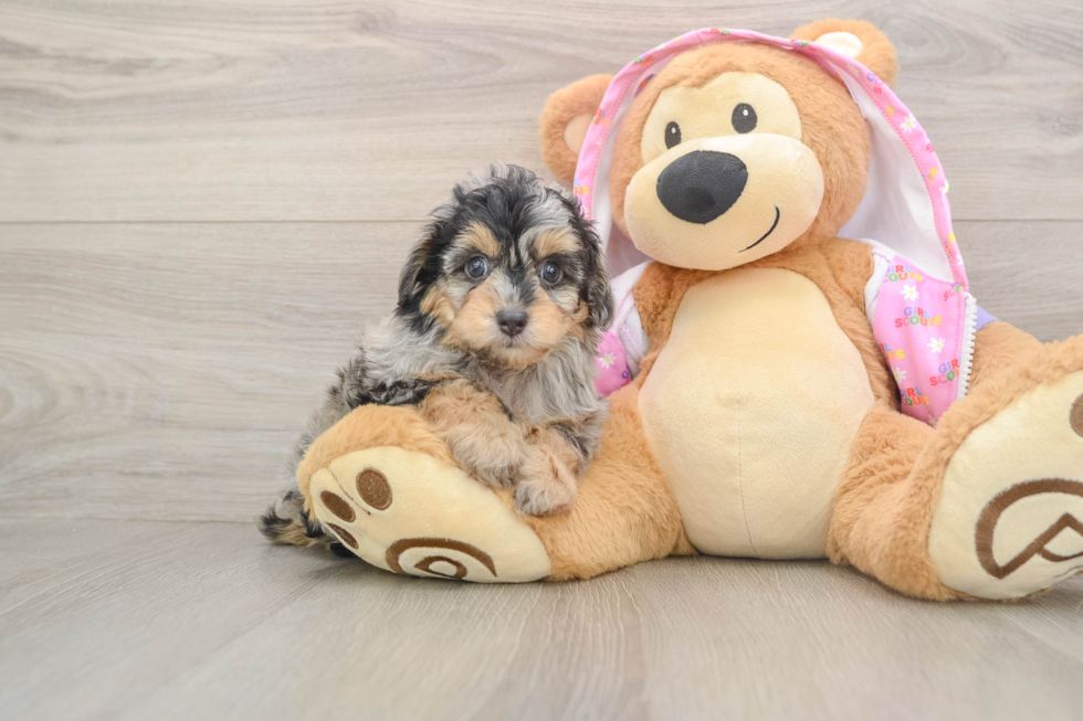 Mini Aussiedoodle Puppy for Adoption