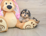 8 week old Mini Aussiedoodle Puppy For Sale - Florida Fur Babies