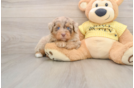 Little Aussiepoo Poodle Mix Puppy