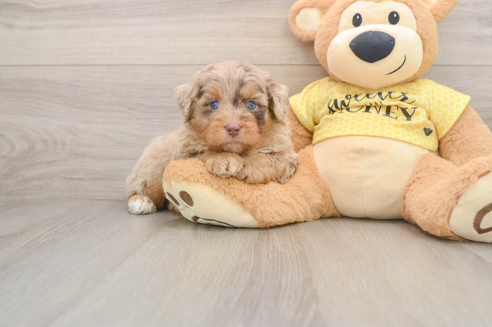 Little Aussiepoo Poodle Mix Puppy