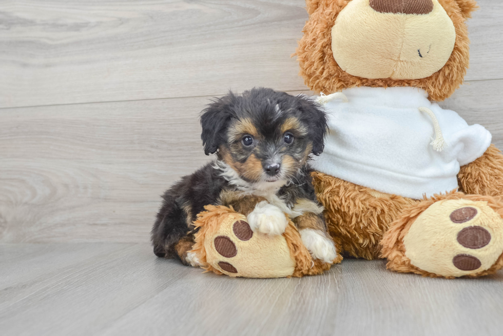Small Mini Aussiedoodle Baby