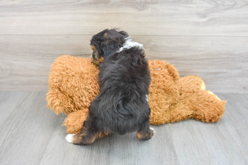 Best Mini Aussiedoodle Baby