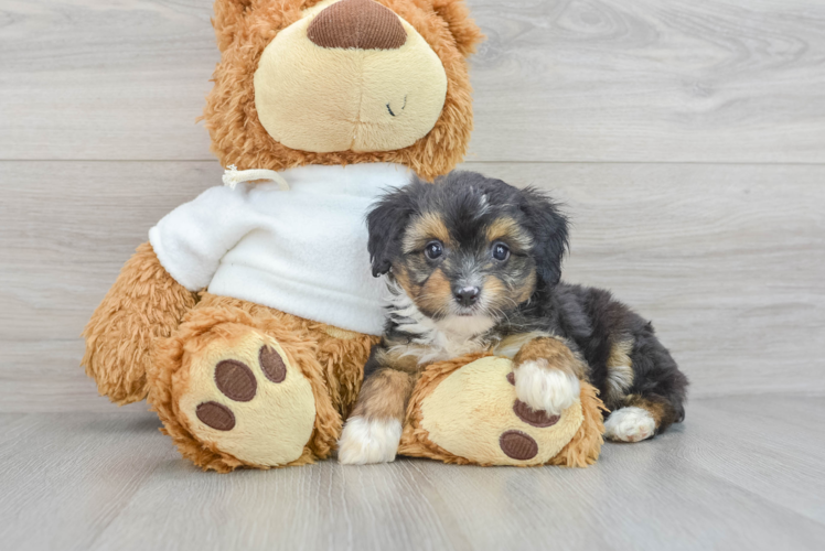 Mini Aussiedoodle Pup Being Cute