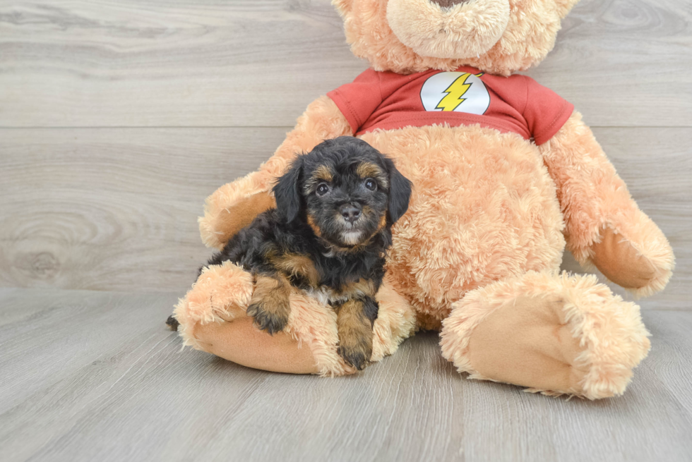 Adorable Mini Australian Shepherd X Poodle Mix Poodle Mix Puppy