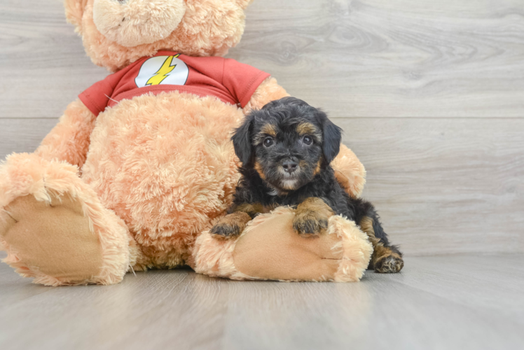 Popular Mini Aussiedoodle Poodle Mix Pup