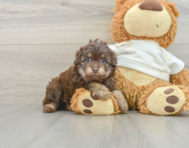 8 week old Mini Aussiedoodle Puppy For Sale - Florida Fur Babies