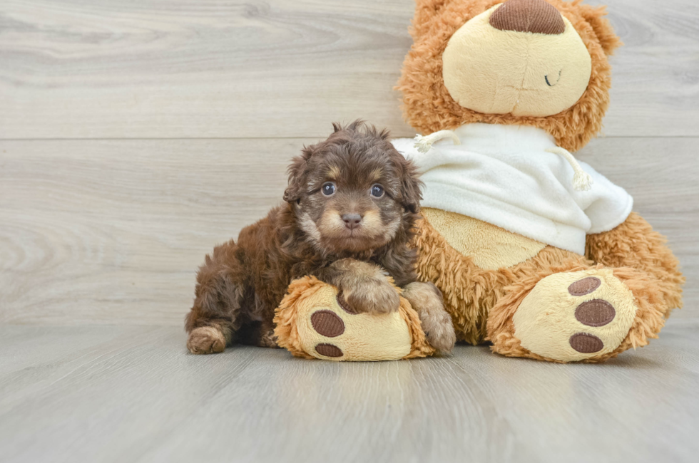 8 week old Mini Aussiedoodle Puppy For Sale - Florida Fur Babies