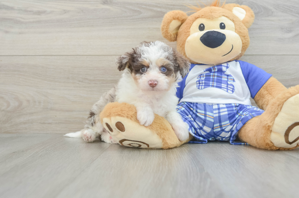 7 week old Mini Aussiedoodle Puppy For Sale - Florida Fur Babies