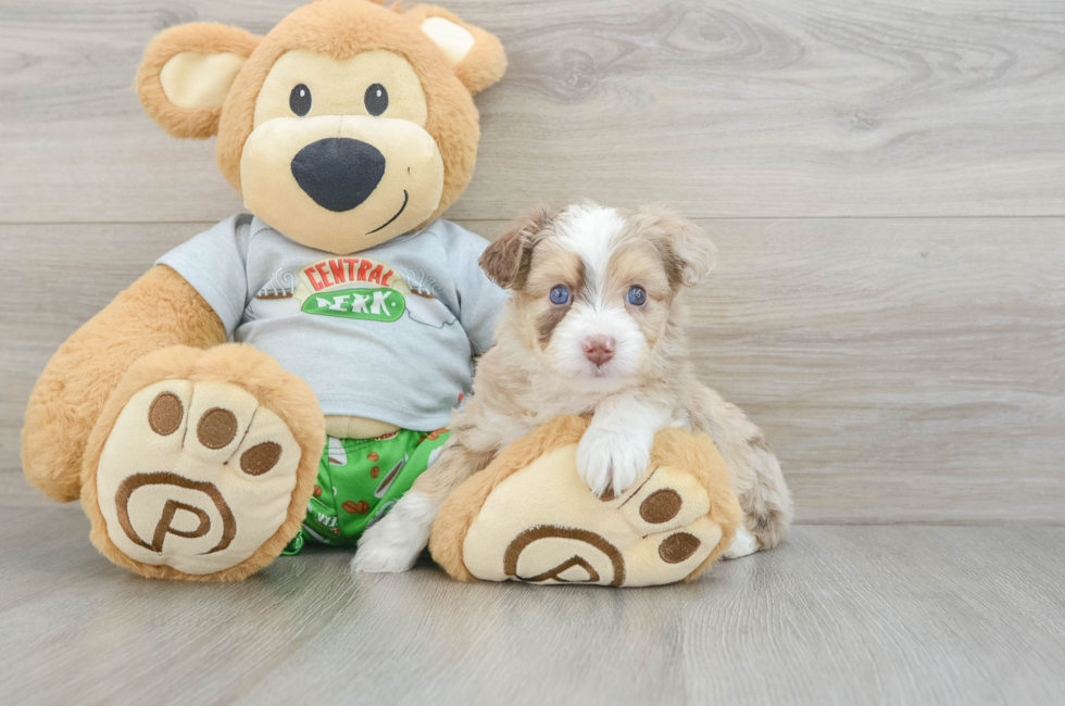 6 week old Mini Aussiedoodle Puppy For Sale - Florida Fur Babies