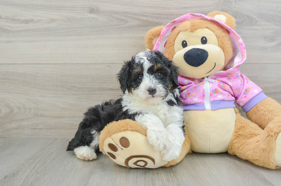 6 week old Mini Aussiedoodle Puppy For Sale - Florida Fur Babies