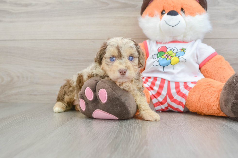 5 week old Mini Aussiedoodle Puppy For Sale - Florida Fur Babies