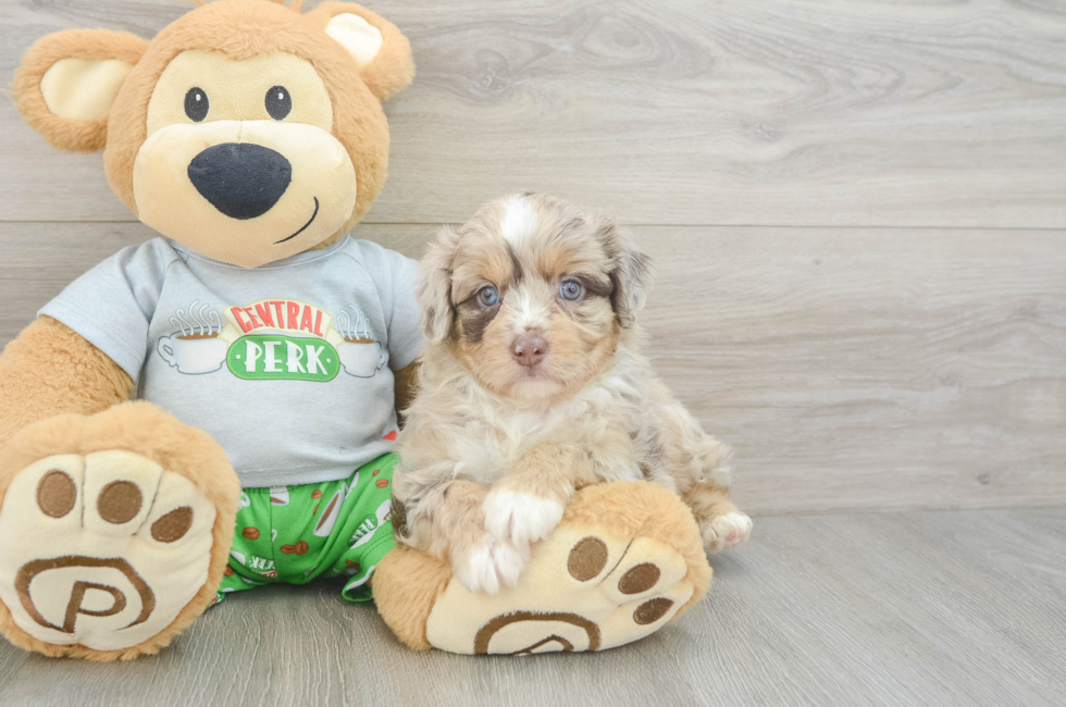 5 week old Mini Aussiedoodle Puppy For Sale - Florida Fur Babies