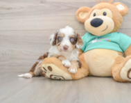 7 week old Mini Aussiedoodle Puppy For Sale - Florida Fur Babies