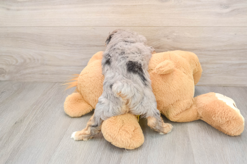 Adorable Mini Australian Shepherd X Poodle Mix Poodle Mix Puppy
