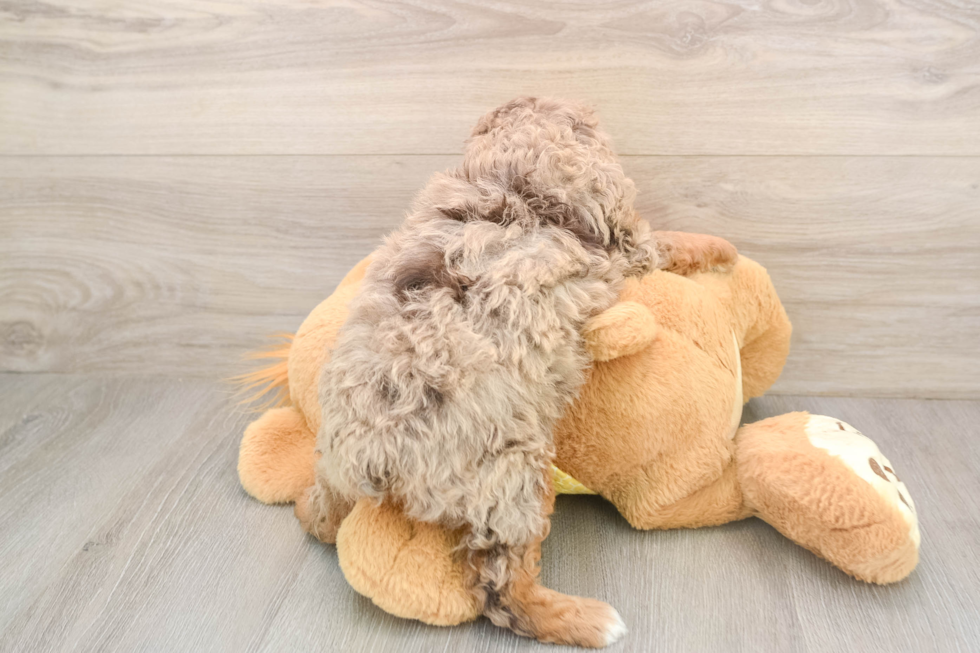 Adorable Aussiepoo Poodle Mix Puppy