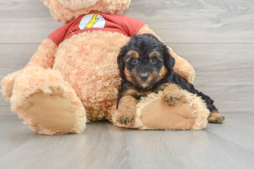 Mini Aussiedoodle Pup Being Cute