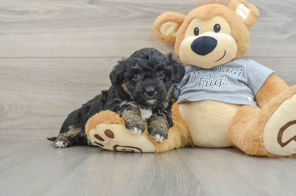 5 week old Mini Aussiedoodle Puppy For Sale - Florida Fur Babies