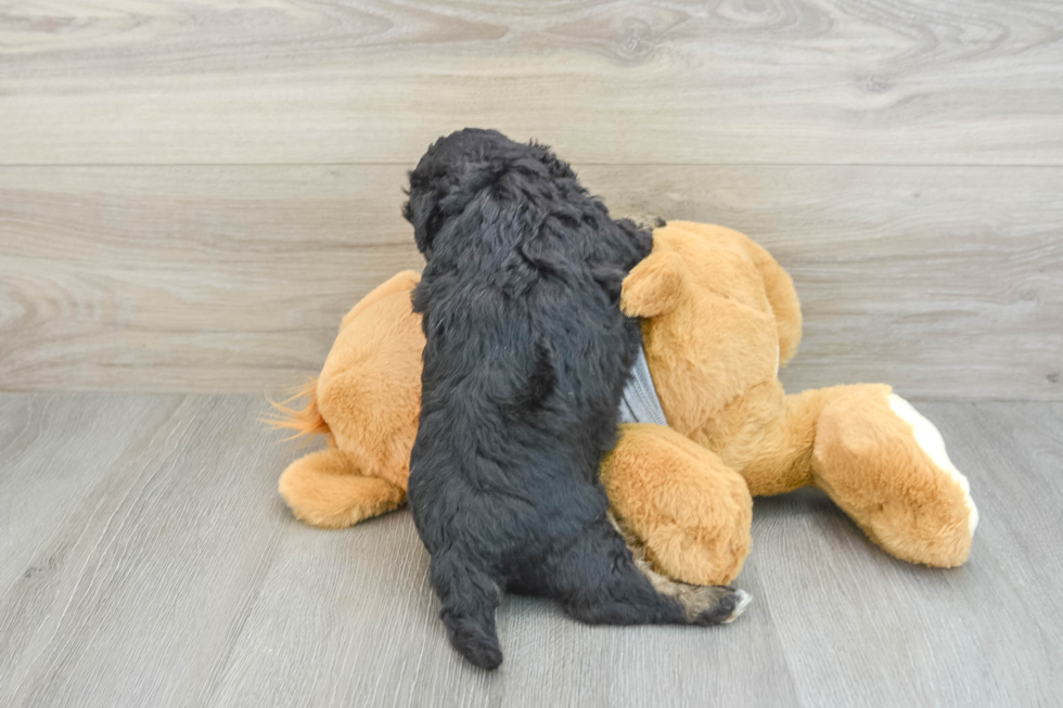 Hypoallergenic Aussiepoo Poodle Mix Puppy