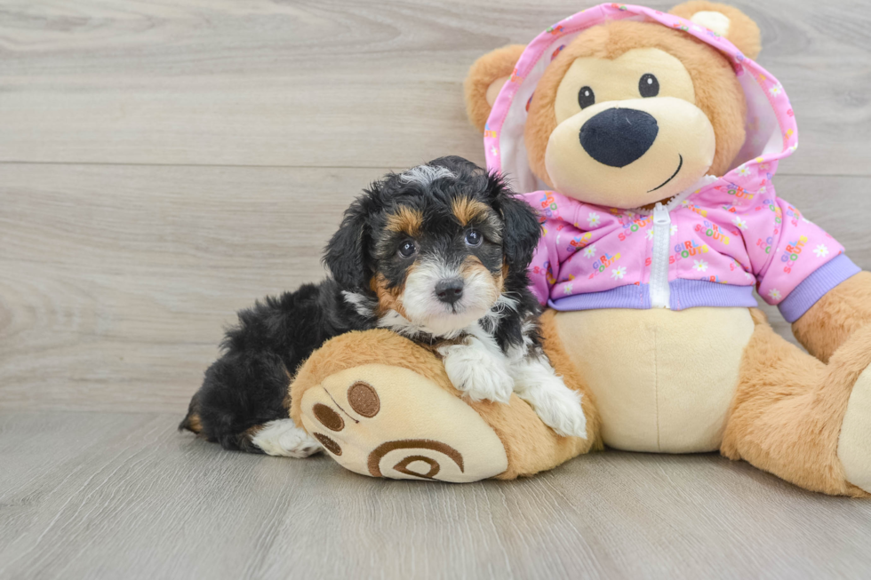 Mini Aussiedoodle Pup Being Cute