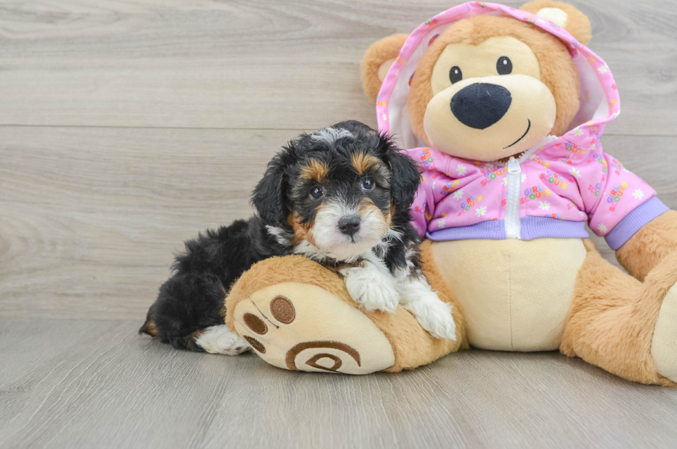 6 week old Mini Aussiedoodle Puppy For Sale - Florida Fur Babies