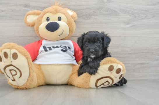 Mini Aussiedoodle Pup Being Cute