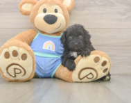 7 week old Mini Aussiedoodle Puppy For Sale - Florida Fur Babies