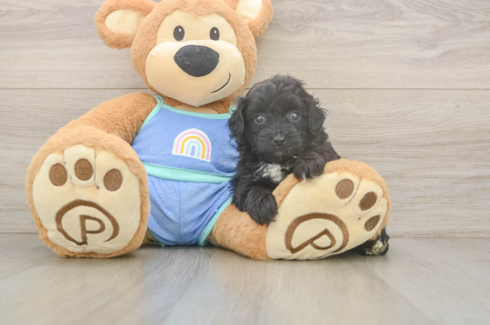 5 week old Mini Aussiedoodle Puppy For Sale - Florida Fur Babies