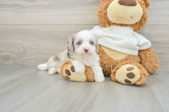 Happy Mini Aussiedoodle Baby