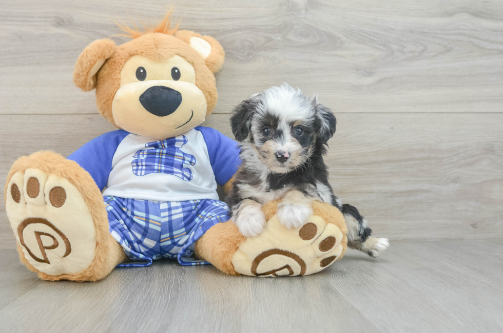 7 week old Mini Aussiedoodle Puppy For Sale - Florida Fur Babies