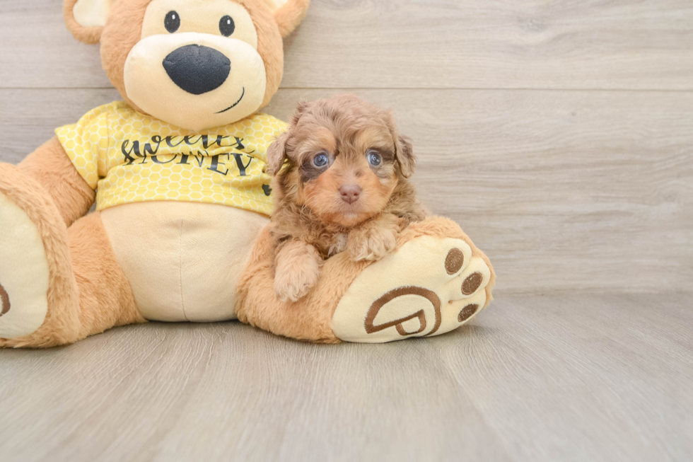 Mini Aussiedoodle Puppy for Adoption