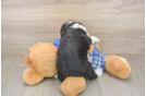 Petite Mini Aussiedoodle Poodle Mix Pup